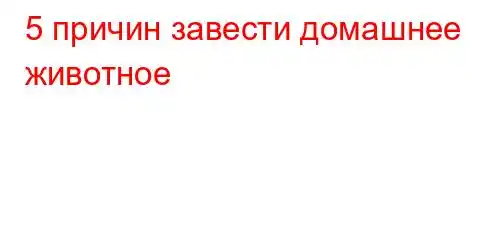 5 причин завести домашнее животное