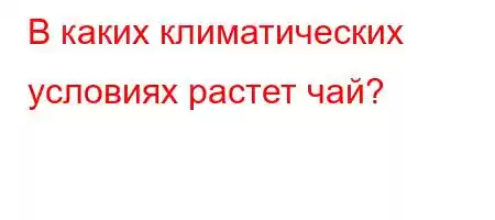 В каких климатических условиях растет чай